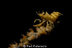 Hang on!/A wire coral shrimp by Peri Paleracio 